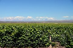 07-16 The Vineyard At Pulenta Estate With Cerro Tupungato Mountain Range Behind On Lujan de Cuyo Wine Tour Near Mendoza